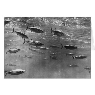 Fotografía submarina en blanco y negro del atún