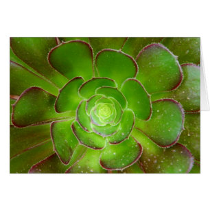 Fotografía suculenta verde radiante de la macro d
