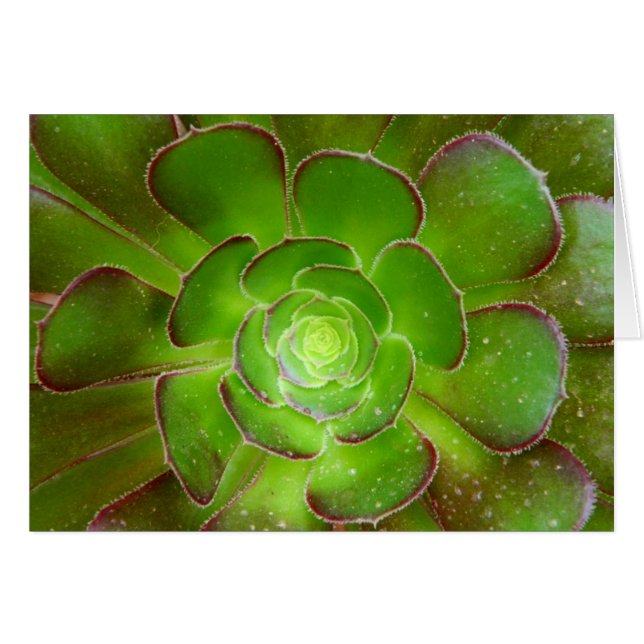 Fotografía suculenta verde radiante de la macro de (Anverso (Horizontal))