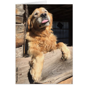 Fotografía Tonta de Retriever Dorado En Blanco Por