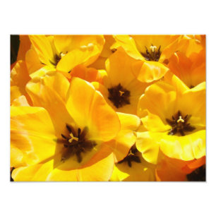 Fotografía Tulipán Flores impresiones de arte enma