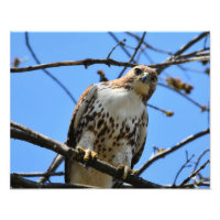 Fotografía única de Hawk de cola roja