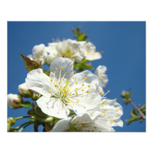 Fotografías de flores de cerezo Impresiones Flores