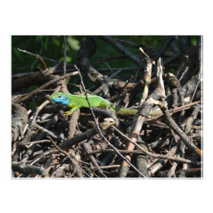 Fotografías de Green Lizard