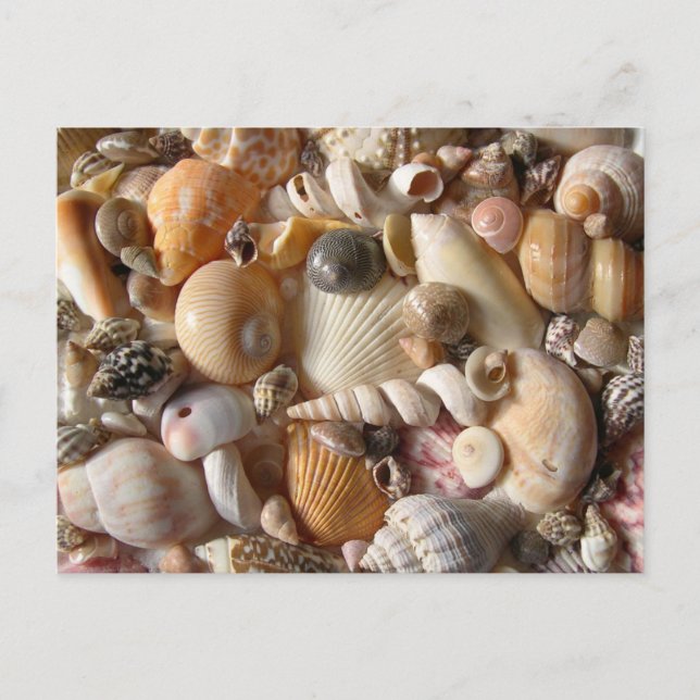 Fotografías de la postal de fotografía de Seashell (Anverso)