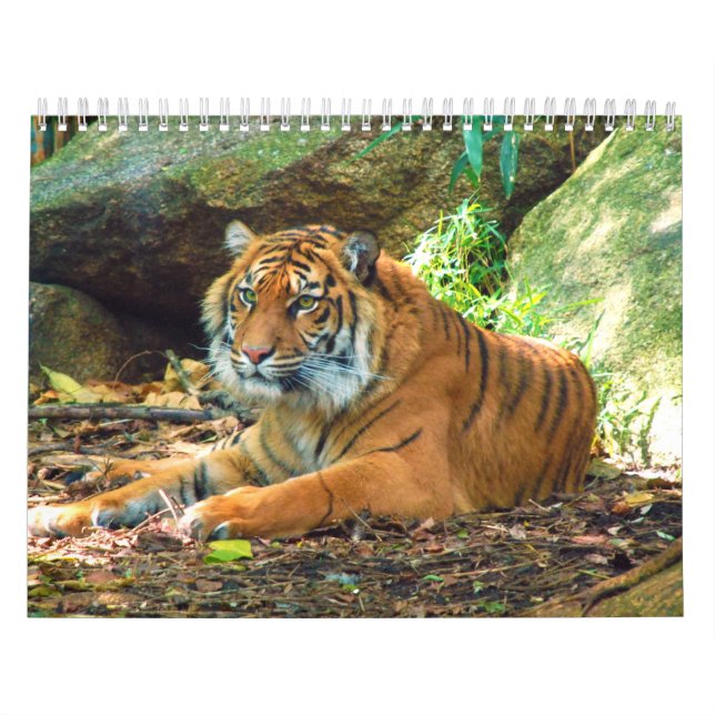 Fotografías de tigres Calendario de 12 meses (Tapa)