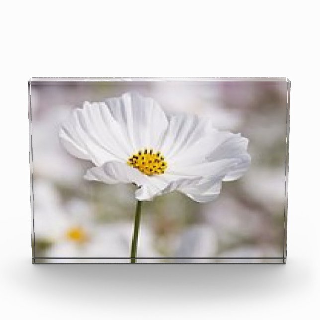 Fotos Bloque para fotos. (Anverso)