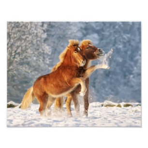 Fotos de caballos islandeses jugando con nieve gra