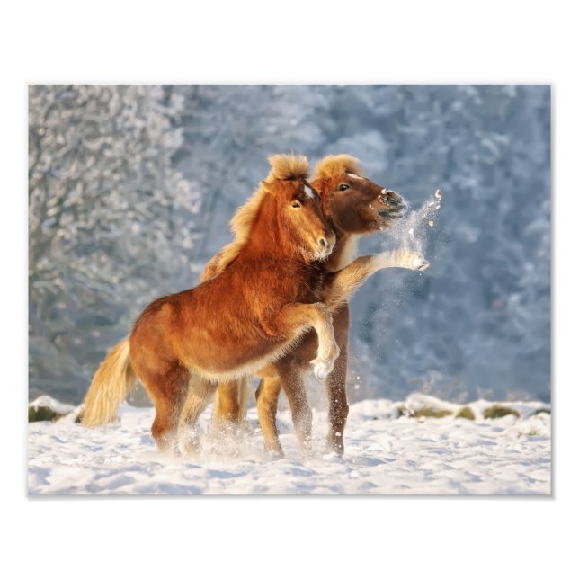 Fotos de caballos islandeses jugando con nieve gra (Frente)