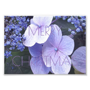 Fotos de flores moradas florales de Feliz Navidad