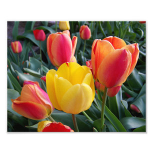 Fotos de jardín de rocas con tulipanes rojos y ama
