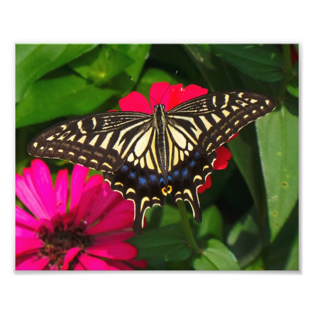 Fotos de mariposa de cola Swallowtail (Frente)