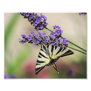 Fotos de mariposa de cola Swallowtail