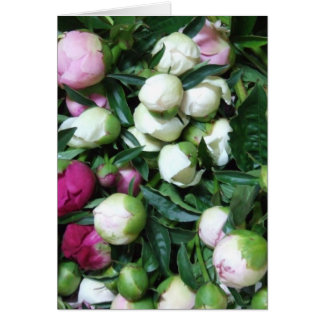 Fotos de Peony y Garden 2008 135