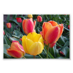 Fotos de Tulipanes Rojos y Amarillos en Jardín de 