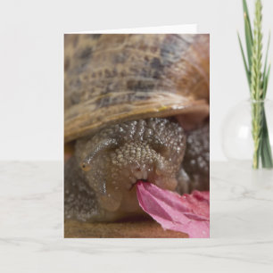 Fotos en blanco de tarjeta de felicitación para Sn