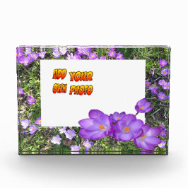 Fotos Flores Púrpuras Cruces Púrpura Polvo. Bloque para 