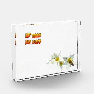 Fotos Tulipanes blancos con óxido de abeja. Bloque para 