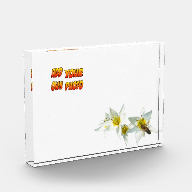 Fotos Tulipanes blancos con óxido de abeja. Bloque para  (Izquierda)