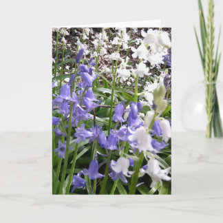 Fotos y detalles de Bluebell - Tarjeta de primaver