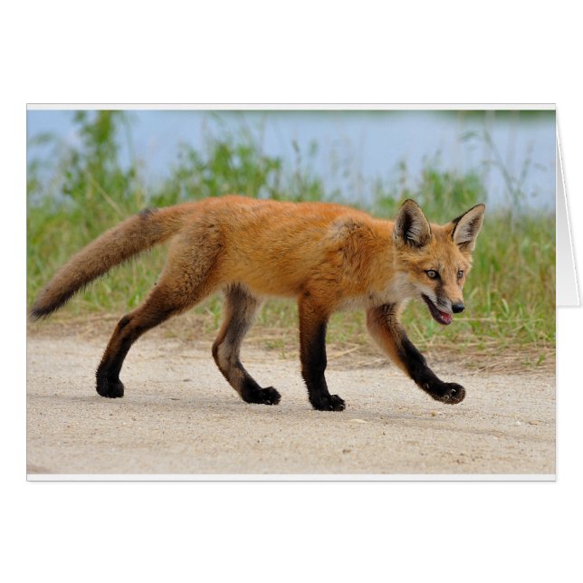 Fox a la fuga (Anverso (Horizontal))
