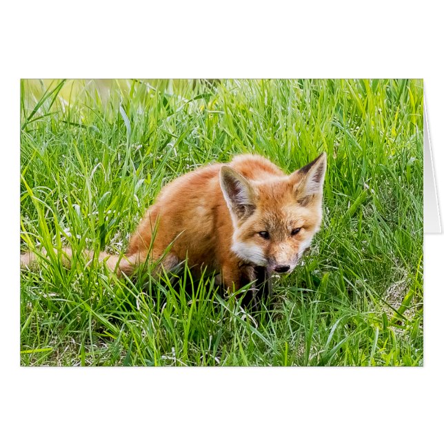 Fox Cub (Anverso (Horizontal))