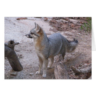 Fox del desierto