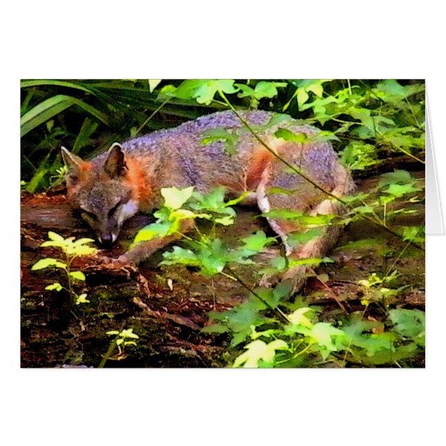 FOX DORMIDA EN UN ÁRBOL (Anverso (Horizontal))