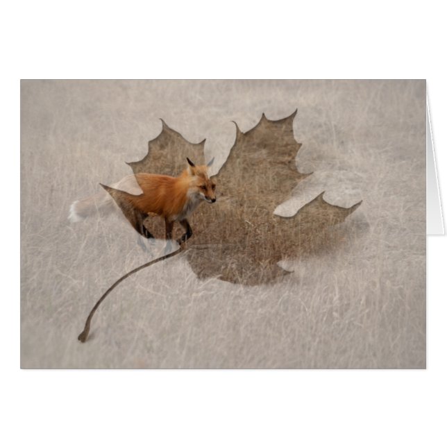 Fox en carrera (Anverso (Horizontal))