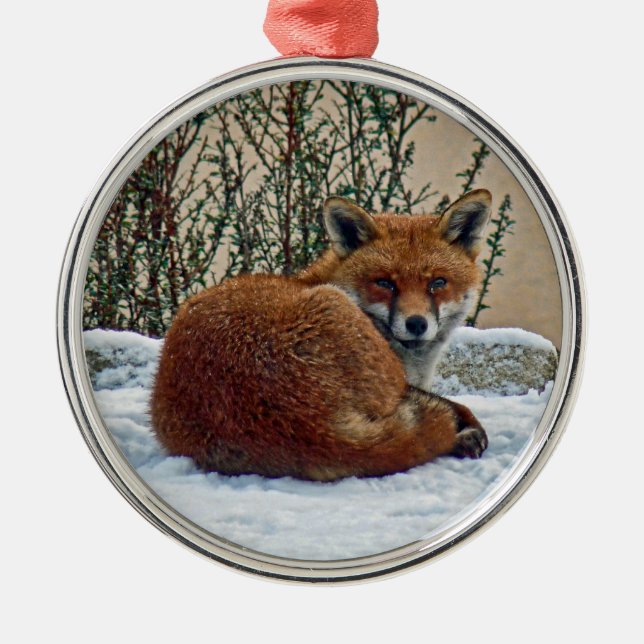 Fox en el ornamento de la nieve (Frente)