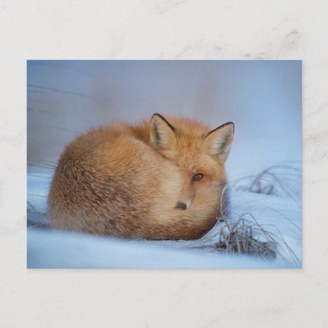 Fox en la postal de la foto de la nieve (Anverso)
