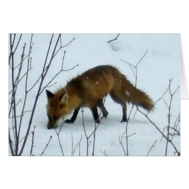 Fox en la tarjeta de nieve en blanco (Anverso (Horizontal))