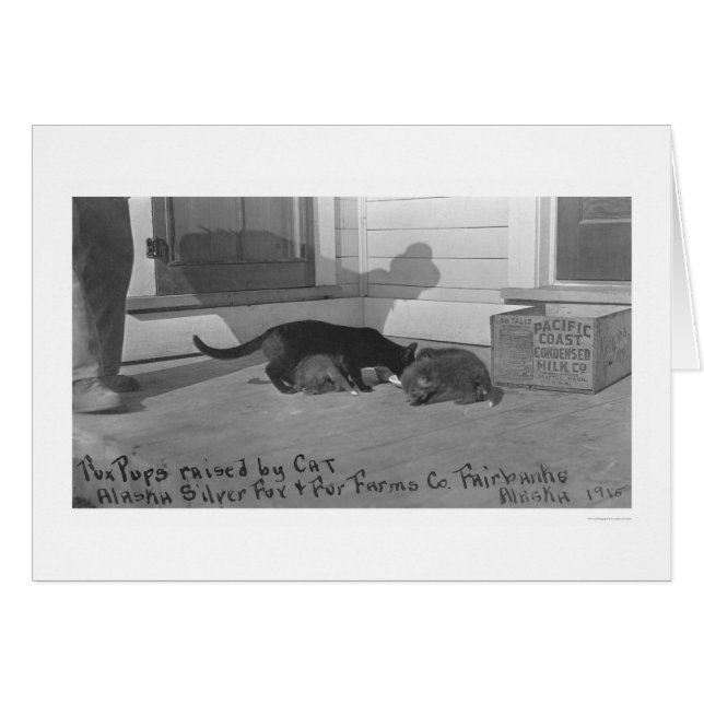 Fox Pups criados por Cat 1915 (Anverso (Horizontal))