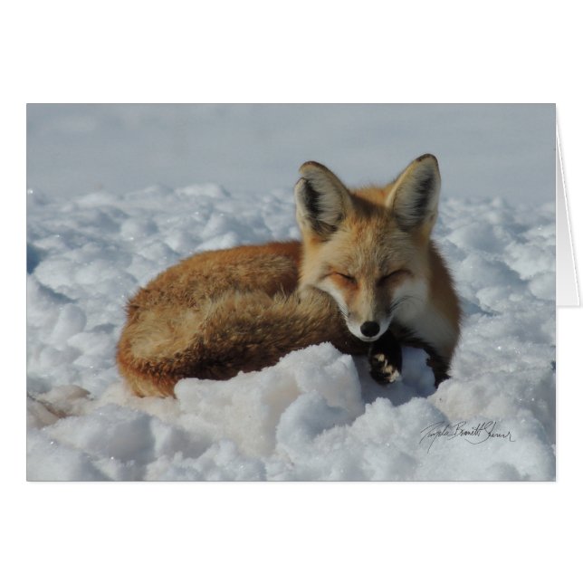 Fox que duerme en nieve (Anverso (Horizontal))