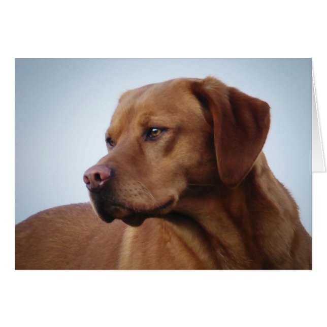 Fox Red Labrador (Anverso (Horizontal))