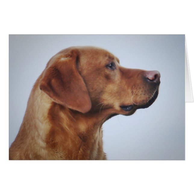 Fox Red Labrador Gundog (Anverso (Horizontal))