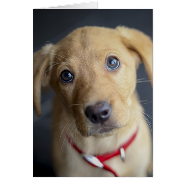 Fox Red Labrador Puppy (Frente)