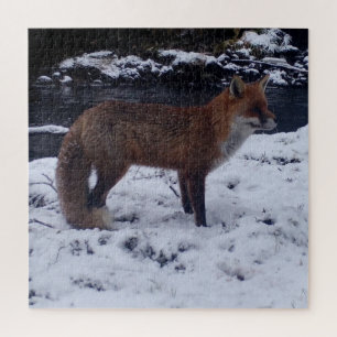 Fox roja en el rompecabezas de nieve