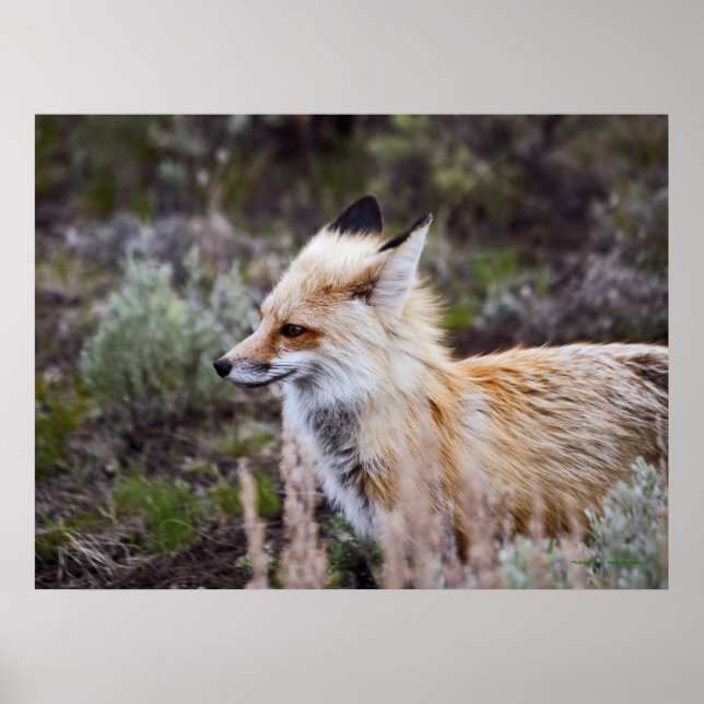 Fox roja - Impresión Bella Artes (Frente)