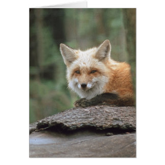 Fox roja (Vulpes vulpes)