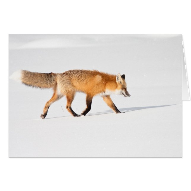 Fox rojo (Anverso (Horizontal))