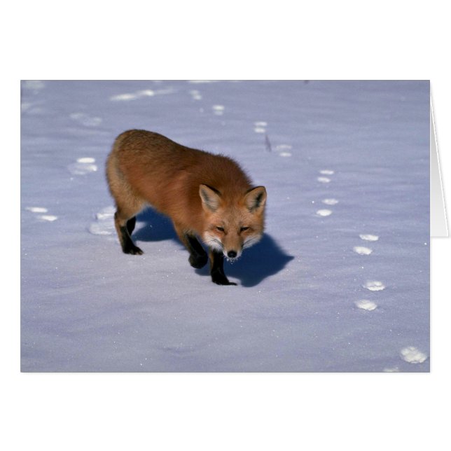 Fox rojo en la nieve (Anverso (Horizontal))