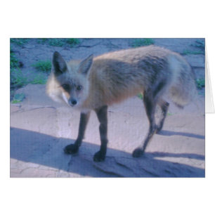 Fox rojo en Porch