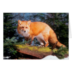 Fox rojo en un registro