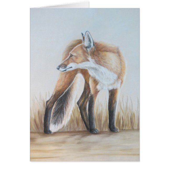 Fox rojo que mira detrás (Frente)