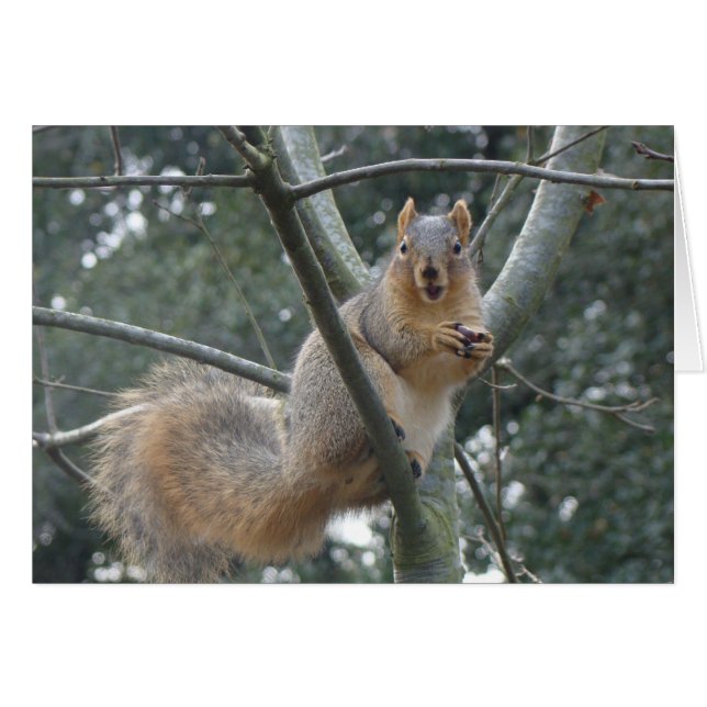 Fox Squirrel (Anverso (Horizontal))