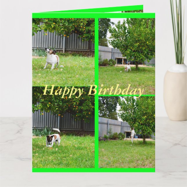 Fox Terrier, Collage de fotos, tarjeta de cumpleañ (Anverso)