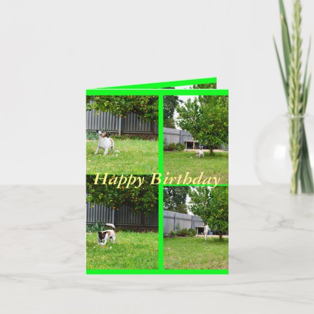 Fox Terrier, Collage de fotos, tarjeta de cumpleañ (Anverso)