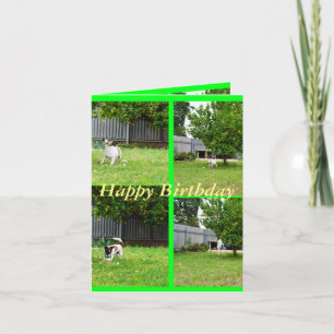 Fox Terrier, Collage de fotos, tarjeta de cumpleañ