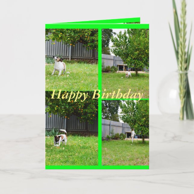 Fox Terrier, Collage de fotos, tarjeta de felicita (Anverso)